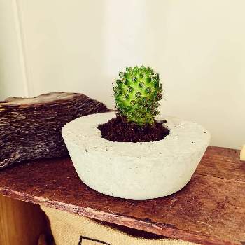 モルタル鉢の画像 by あろえさん | サボテン☆と室内とモルタル鉢と植物とモルタルとDIYモルタル鉢とDIY