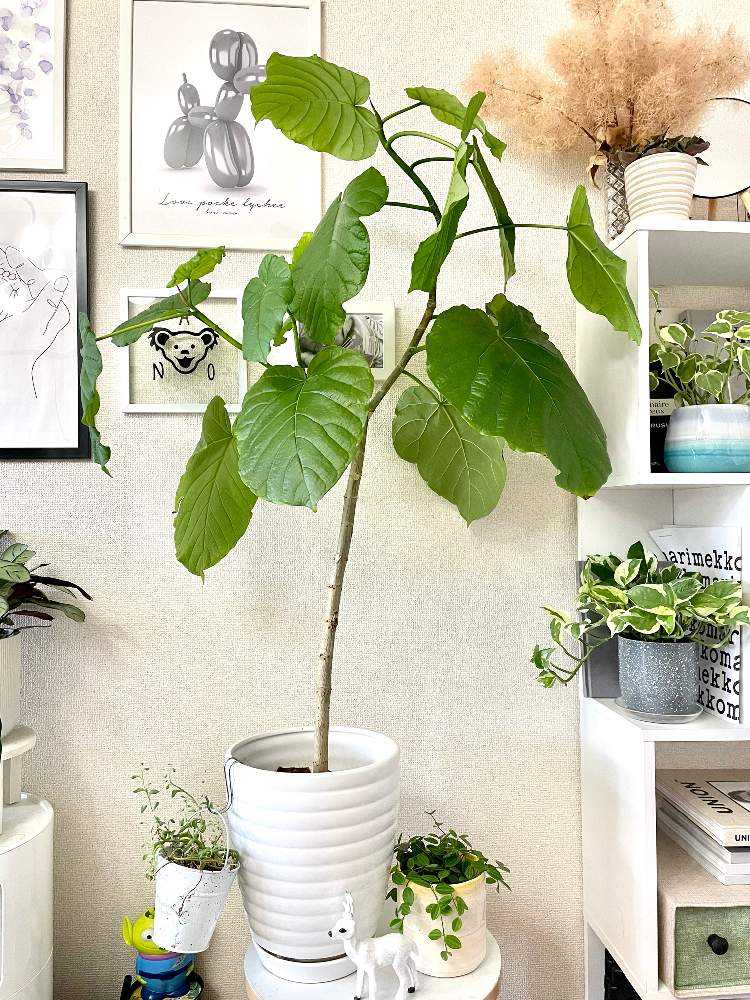植物ど素人が育てる】ウンベラータの記録【植物愛爆発】｜🍀GreenSnap