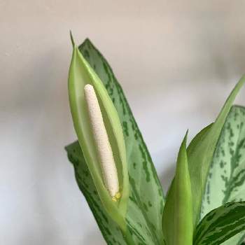 アグラオネマ属の投稿画像一覧 Greensnap グリーンスナップ