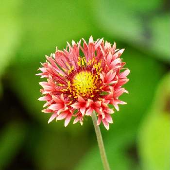 テンニンギク の投稿画像一覧 Greensnap グリーンスナップ