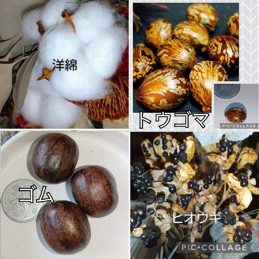 木ノ実アレンジ アレンジで使う木の実のまとめ 4 | 木の実のアレンジ **Ys Healing Garden