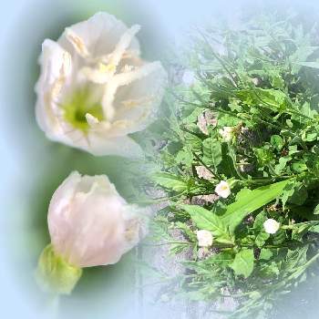 白花の画像 by まるちゃんさん | お出かけ先とユウゲショウ  白花と白花とマクロレンズ撮影とわれら17年組
