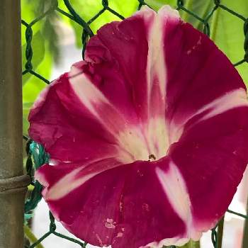 ツル性の花の投稿画像一覧 Greensnap グリーンスナップ