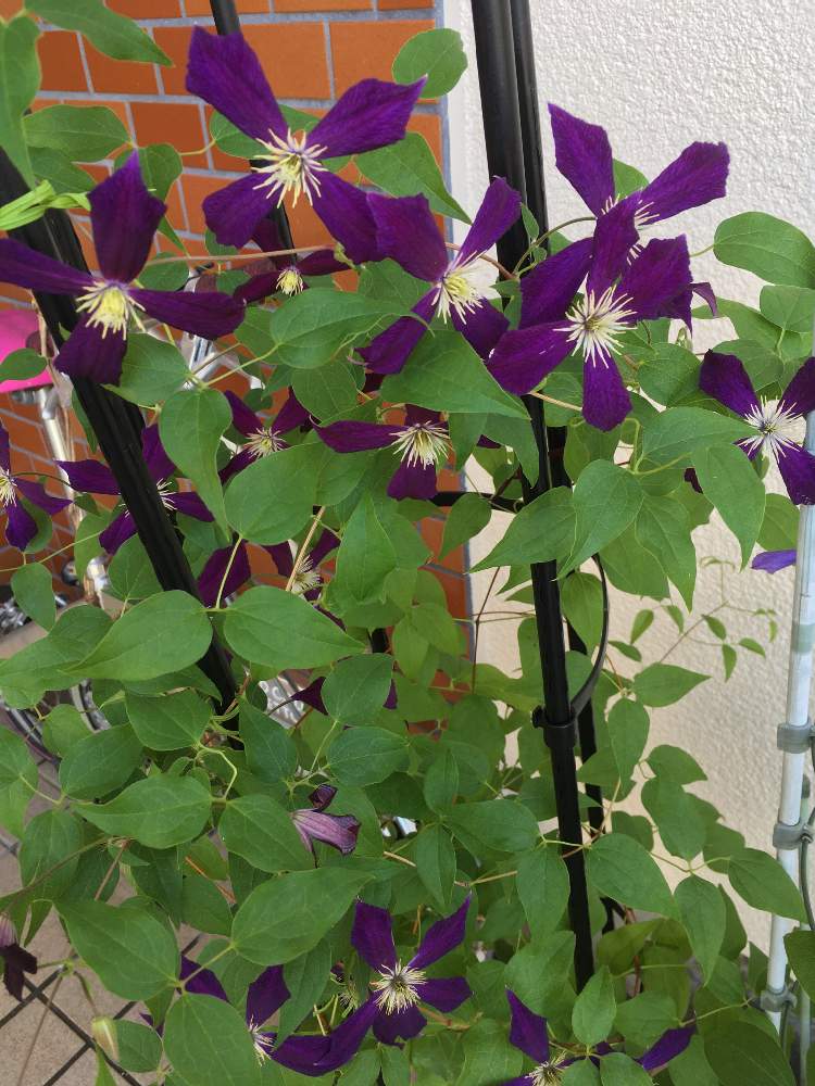 クレマチスミケリテの投稿画像 By しろちびさん クレマチスと紫の花とクレマチス 鉢植えとクレマチス ビチセラ系と二番花と紫の花とクレマチス 鉢植えと クレマチス ビチセラ系と二番花 22月7月21日 Greensnap グリーンスナップ Greensnap グリーンスナップ