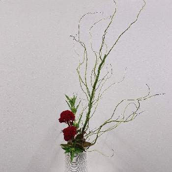 雲龍柳の投稿画像一覧 Greensnap グリーンスナップ