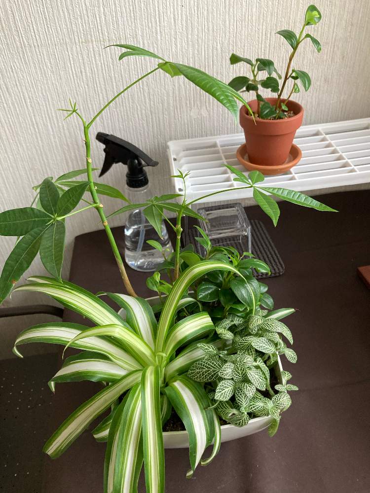 フィットニアの投稿画像 By るーがさん ペペロミア オブツシフォリアとパキラとオリヅルランと部屋と観葉植物と寄植えと観葉植物初心者と観葉植物のある暮らしと観葉植物と寄植えと観葉植物初心者と観葉植物のある暮らし 22月7月21日 Greensnap グリーンスナップ