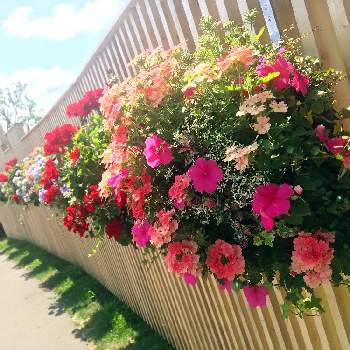 恵庭市の花フォトコン2022の画像 by pink plumeriaさん | ガーデンフェスタ北海道2022と恵庭市の花フォトコン2022