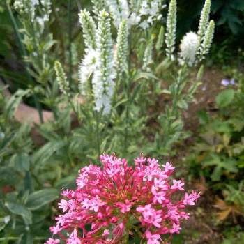 ベニカノコソウ セントランサスの投稿画像一覧 Greensnap グリーンスナップ