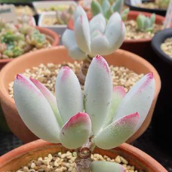 白い多肉の投稿画像一覧 Greensnap グリーンスナップ