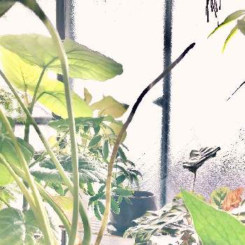 男の観葉植物の画像 by shi1212さん | 部屋とカラテア マコヤナとモンステラとウンベラータと観葉植物と観葉植物初心者と男の観葉植物