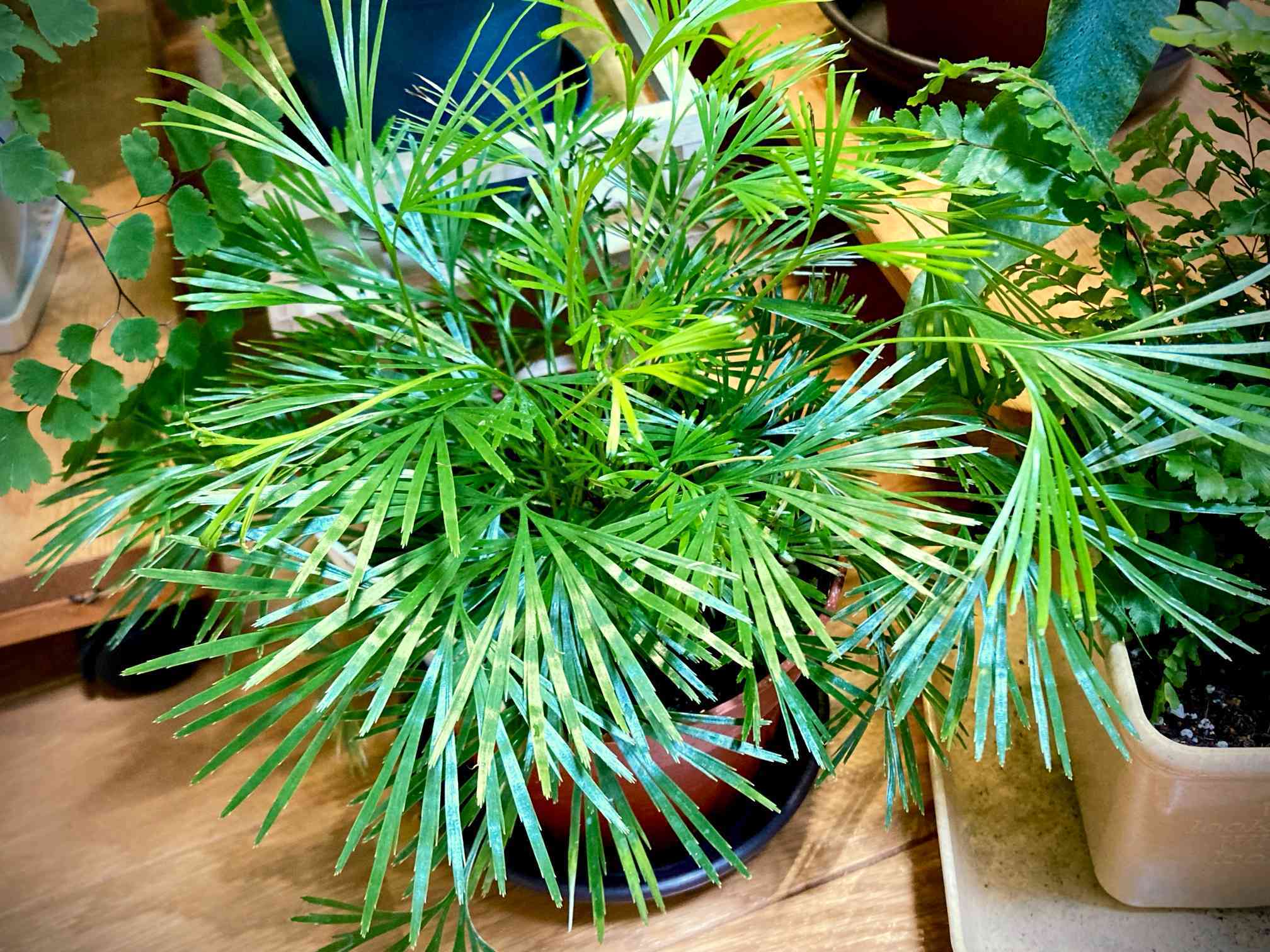 アクティニオ プテリス　オーストラリス　アクティノプテリスオーストラリス アクティニオプテリス・アウトラリスの育て方｜🍀GreenSnap（グリーン