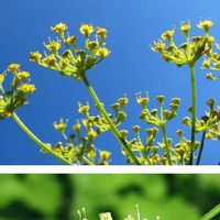 イタリアンパセリの育て方 収穫時期はいつ 種まきや苗植えの方法は Greensnap グリーンスナップ