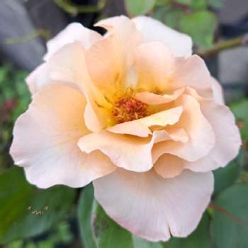 鉢薔薇の画像 by *mi*さん | 小さな庭と鉢薔薇とバラ・つるジュリアとばら バラ 薔薇