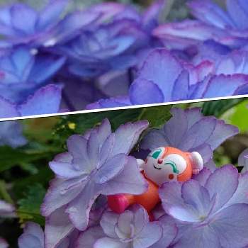 勝手にあじさい祭りの画像 by 茶々さん | 紫陽花と勝手にあじさい祭り