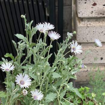 アークトチス グランディスの投稿画像一覧 Greensnap グリーンスナップ