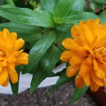 アズガーデン大治の投稿画像一覧 Greensnap グリーンスナップ