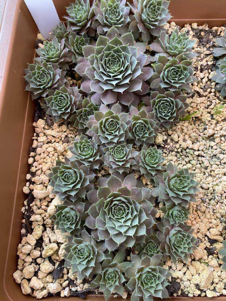 センペルビウム　ジュエルケース センペルビウム ジュエルケースの成長記録2025.4.17更新｜🍀GreenSnap