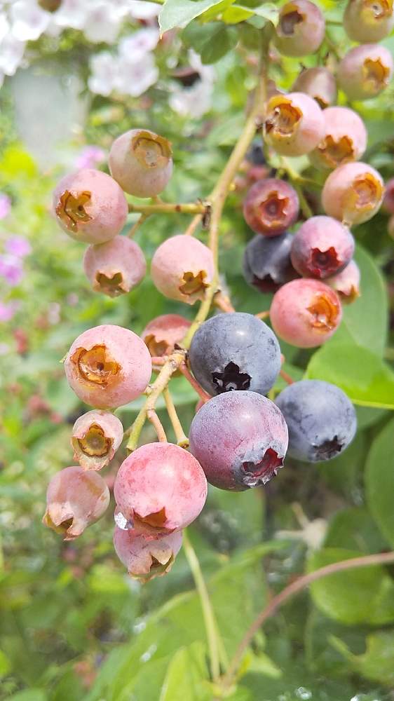 ブルーベリーの投稿画像 By 水ノ宮殿さん 花壇と庭木と花木と花のある暮らしと小さな庭と花壇と庭木と花木と花のある暮らし 22月7月22日 Greensnap グリーンスナップ Greensnap グリーンスナップ ブルーベリーの投稿画像 By 水ノ宮殿さん 花壇と庭木と花木と花のある暮らしと小さな庭と花壇と庭木と花木と花のある暮らし 22月7月22日 Greensnap グリーンスナップ Greensnap グリーンスナップ