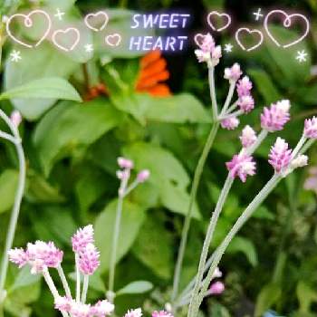 アルテルナンテラ アルテミスの投稿画像一覧 Greensnap グリーンスナップ