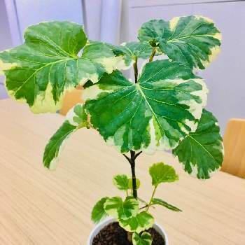ダイソー300円観葉植物の投稿画像一覧 Greensnap グリーンスナップ