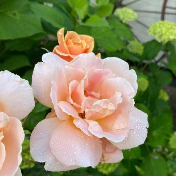 ロイヤルサンセットの画像 by ゆみえさん | 小さな庭とロイヤルサンセットとばら バラ 薔薇と1番花と7月とバラのある暮らしとつるバラとおうち園芸と我が家の花壇と四季咲きと北海道とお外暮らし