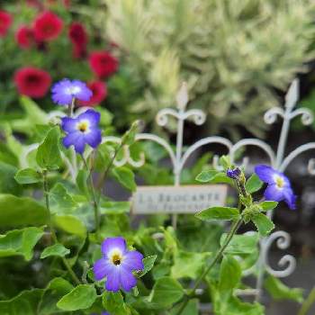 我が家のお花たちの画像 by Etsuさん | ブロワリアとお花に癒されると寄せ植えとちいさな幸せ♡と屋上ガーデンと青い花とおうち園芸と我が家のお花たちと花のある暮らしと零れ種とかわいいと夏色ブルー