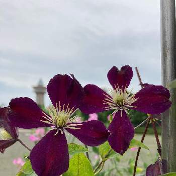 クレマチス ミケリテの投稿画像一覧 Greensnap グリーンスナップ