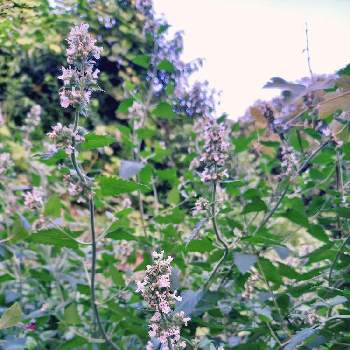 キャットニップの投稿画像一覧 Greensnap グリーンスナップ