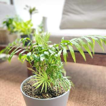 今日の観葉植物の画像 by Usagiさん | バルコニー/ベランダとテーブルヤシと観葉植物と植物のある暮らしと南国植物と今日の観葉植物とインテリアグリーン