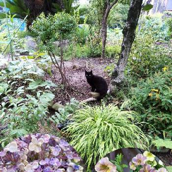 おたふく紫陽花の投稿画像一覧 Greensnap グリーンスナップ