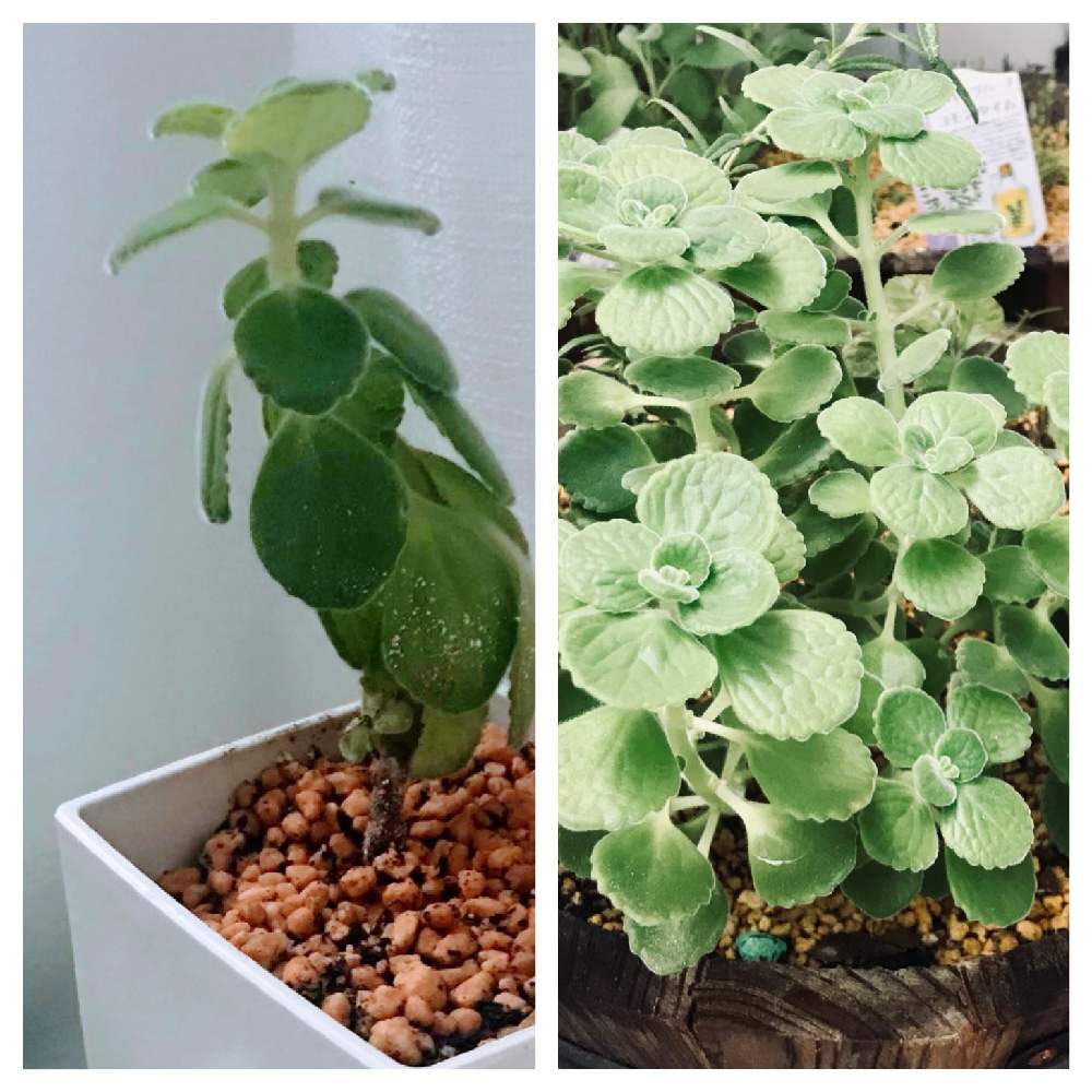 増えすぎアロマティカス 22 2 Greensnap グリーンスナップ 増えすぎアロマティカス 22 2 Greensnap グリーンスナップ