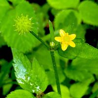 キツネノボタン,山野草,キンポウゲ科,在来種,宮城県民の森の画像