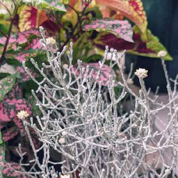 カロケファルスの投稿画像一覧 Greensnap グリーンスナップ