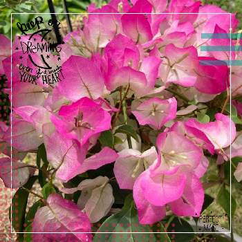 可愛い⭐︎の画像 by くう～⭐️さん | ブーゲンビリアとお花大好き♡と可愛い⭐︎と癒しと庭に咲いているお花とGSに感謝