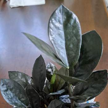 黒い葉っぱの投稿画像一覧 Greensnap グリーンスナップ