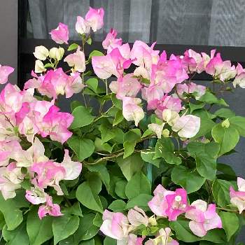 ピンクと白の画像 by manabeさん | お出かけ先とブーゲンビリアとブーゲンビリア ピンクレディーと今日のお花とピンクと白と花友さんの庭
