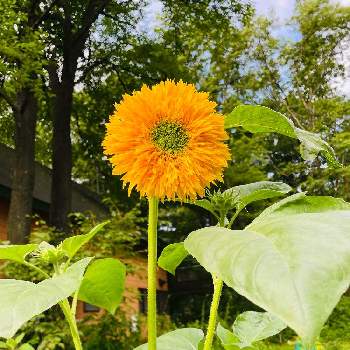 綺麗に咲いてるの画像 by pipiseikoさん | 広い庭とミニひまわり♡と綺麗に咲いてると八重咲き♪と我が家のお花と黄色いお花