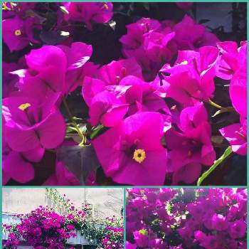 Yukoさんのピンクワールドへようこその画像 by シェリーさん | お出かけ先とブーゲンビリアと♡今日のお花♡とキラキラ✨とブーゲンビリア♪と今日のお花♡と❇キラキラ輝いて❇と色鮮やかな花とショッキングピンクとYukoさんのピンクワールドへようこそと今日のお花と＊今日のお花＊とブーゲンビリア♡とブーゲンビリアのお花といつも心に太陽をと鮮やか と今日のお花❣️とピンクのお花とピンクワールドへ ようこそとブーゲンビリア。とカフェと今日のお花❀