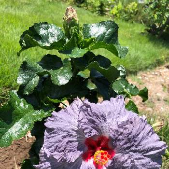 ハイビスカス  デニムブルーの画像 by ラックスさん | 広い庭とハイビスカス  デニムブルーとハイビスカス♡と庭の花と花のある生活と夏の花と広いお庭とガーデニング