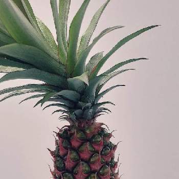 観賞用パイナップルの投稿画像一覧 Greensnap グリーンスナップ