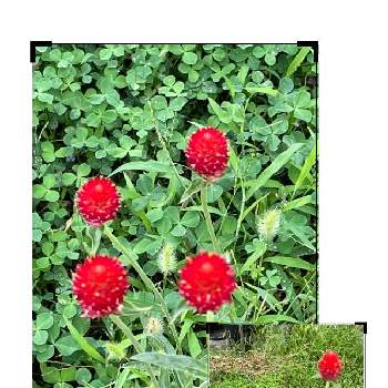 千日紅 ストロベリーフィールドの画像 by ひなこひなたさん | 小さな庭と千日紅 ストロベリーフィールドとお庭のお花とGSのつながりに感謝とおうち園芸と元気に育ててますよとおうちで過ごそうとGS繋がり