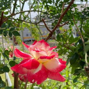 薔薇愛の画像 by 有明の春さん | 薔薇愛とわれら17年組と私の庭と元気に育ててますよと花のある暮らしと大好き♡︎ʾʾとマイブームとチーム福岡と頑張ってます！