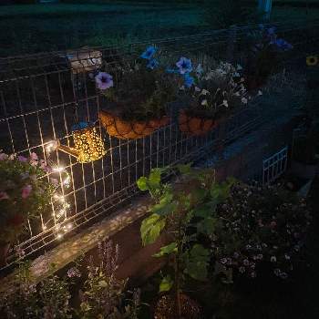 夜の庭の画像 by くすすさん | ペチュニアとあさがおとソーラーライトと夜の庭