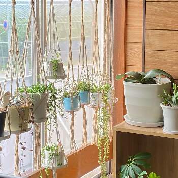 部屋を飾るの画像 by yamaさん | 窓辺と着生植物と観葉植物とボタニカルライフと窓辺の植物たちと癒し空間と部屋を飾ると霧吹きとネックレスの日とインテリアグリーン