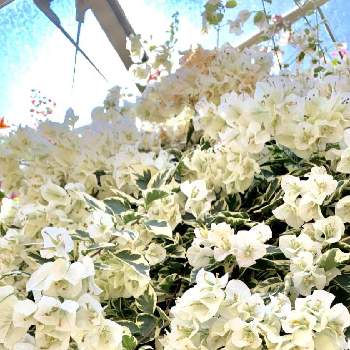 白いブーゲンビリアの投稿画像一覧 Greensnap グリーンスナップ