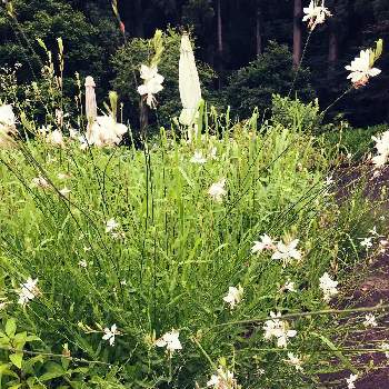 白の花の画像 by たまさん | 広い庭と白蝶草 ガウラと幸せとガーデンとガウラ♡と愛でれると癒しと美しいと白の花と癒し…♡と楽しみ〜