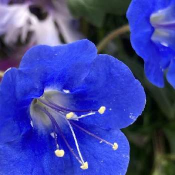 休日の楽しみの画像 by ユウさん | ブルーの花とかわいい❤と小さな小さな花と休日の楽しみ