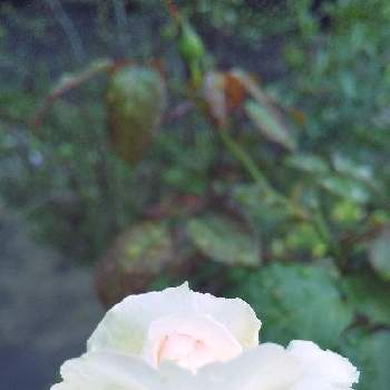 ボレロ バラの画像 by ちびたくさん | 小さな庭と薔薇の花とボレロ バラ
