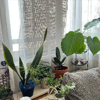 フィカスウンベラータ！の画像 by sumirecikoさん | 窓辺とレモンティーツリー！とフィカス♡と サンスベリアとフィカスウンベラータ！と ユーカリと植物を育てるのが好きとホンコンカポック！