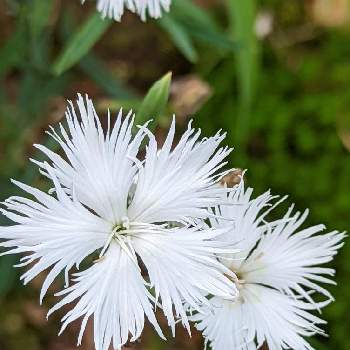 白花好きの画像 by ✿白さん | 小さな庭とスマホ撮影と山野草と花のある暮らしと美しいお花と白い花と白花好きと自然の命